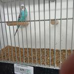 Dieren, Dieren en Toebehoren, Meerdere dieren, Parkiet, Geringd