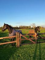 Verzorger/bijrijder gezocht!, Dieren en Toebehoren, Stalling en Weidegang, Toebehoren, 2 of 3 paarden of pony's