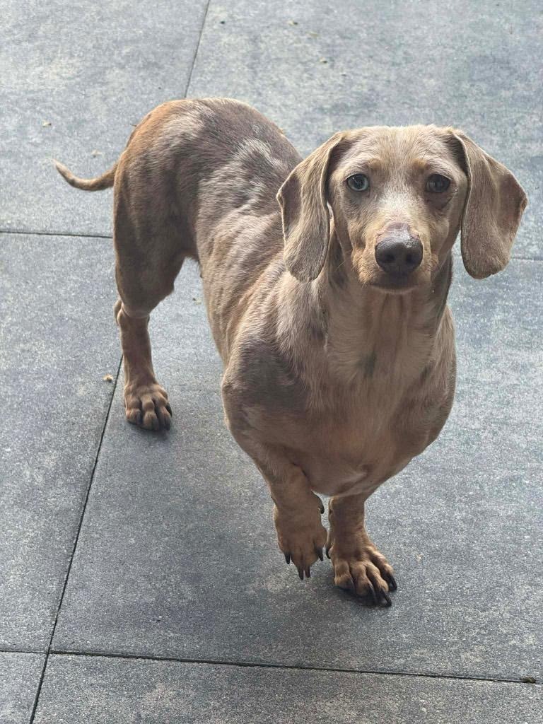 paars merle meisje, Dieren en Toebehoren, Honden | Teckels en Dashonden, Parvo, Particulier, 1 tot 2 jaar, Teef