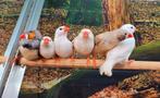Zebravinken diverse kleuren., Dieren en Toebehoren, Meerdere dieren