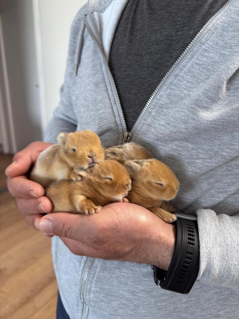 Baby dwerg konijntjes, Dieren en Toebehoren, Konijnen, Meerdere dieren, Dwerg