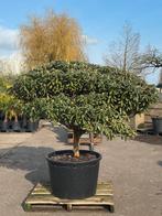Rhododendron Yakushimanum & Roseum - Diverse modellen, Halfschaduw, Overige soorten, Lente, 100 tot 250 cm