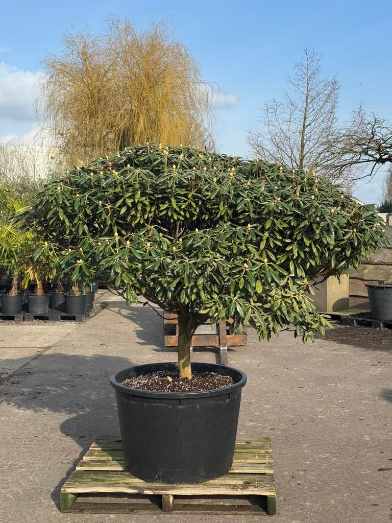 Rhododendron Yakushimanum & Roseum - Diverse modellen, Tuin en Terras, Planten | Bomen, Overige soorten, 100 tot 250 cm, Halfschaduw