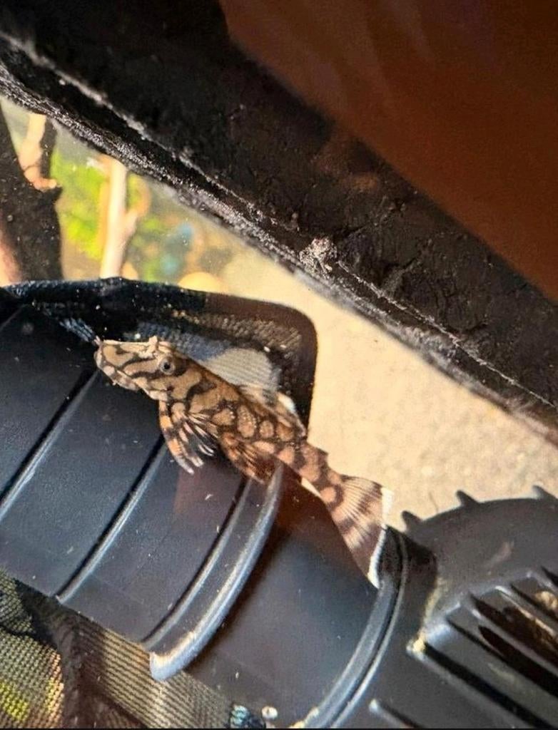 L519, Dieren en Toebehoren, Vissen | Aquariumvissen, Vis, Zoetwatervis