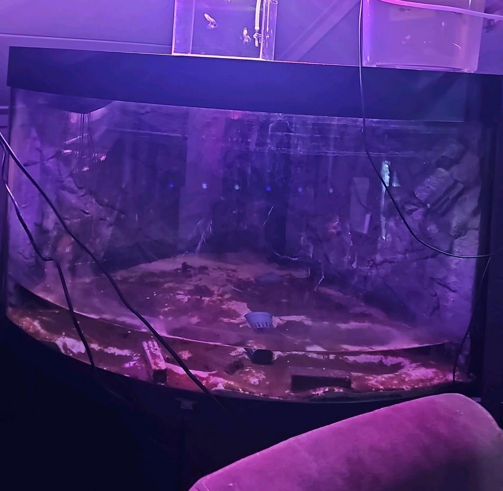 Juwel trigion 190L zwart compleet, Dieren en Toebehoren, Vissen | Aquaria en Toebehoren, Ophalen, Gebruikt, Gevuld zoetwateraquarium