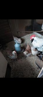 Faverolle broedeieren groot