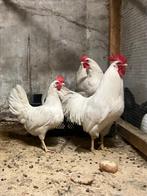 Witte leghorn, Dieren en Toebehoren, Pluimvee, Meerdere dieren, Kip
