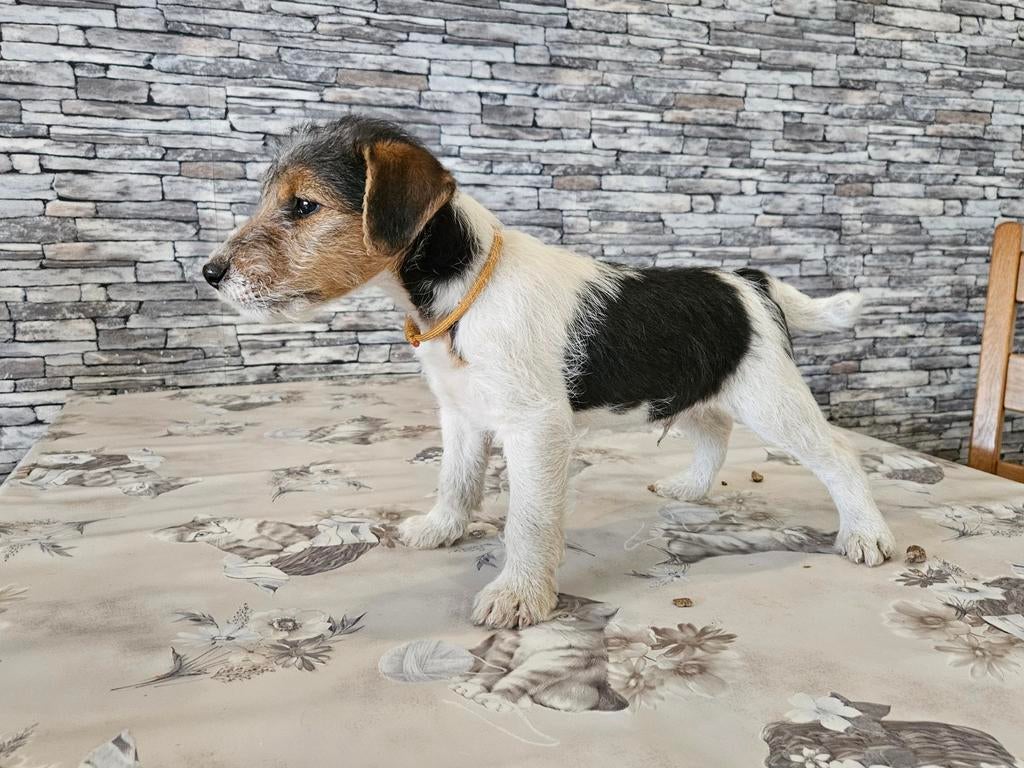 Foxterrier draadharig, Jack Russell Terriër, 8 tot 15 weken, Meerdere, Meerdere dieren