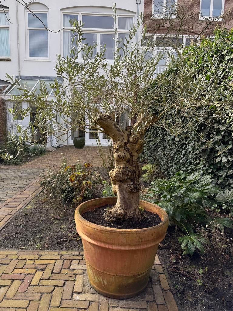 Prachtige volwassen olijfboom in grote terracotta pot, Bloeit niet, 100 tot 250 cm, Olijfboom, Ophalen