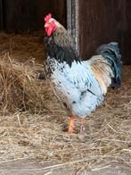Haan zoekt baan!! Nog 2 beschikbaar!!, Dieren en Toebehoren, Mannelijk, Kip