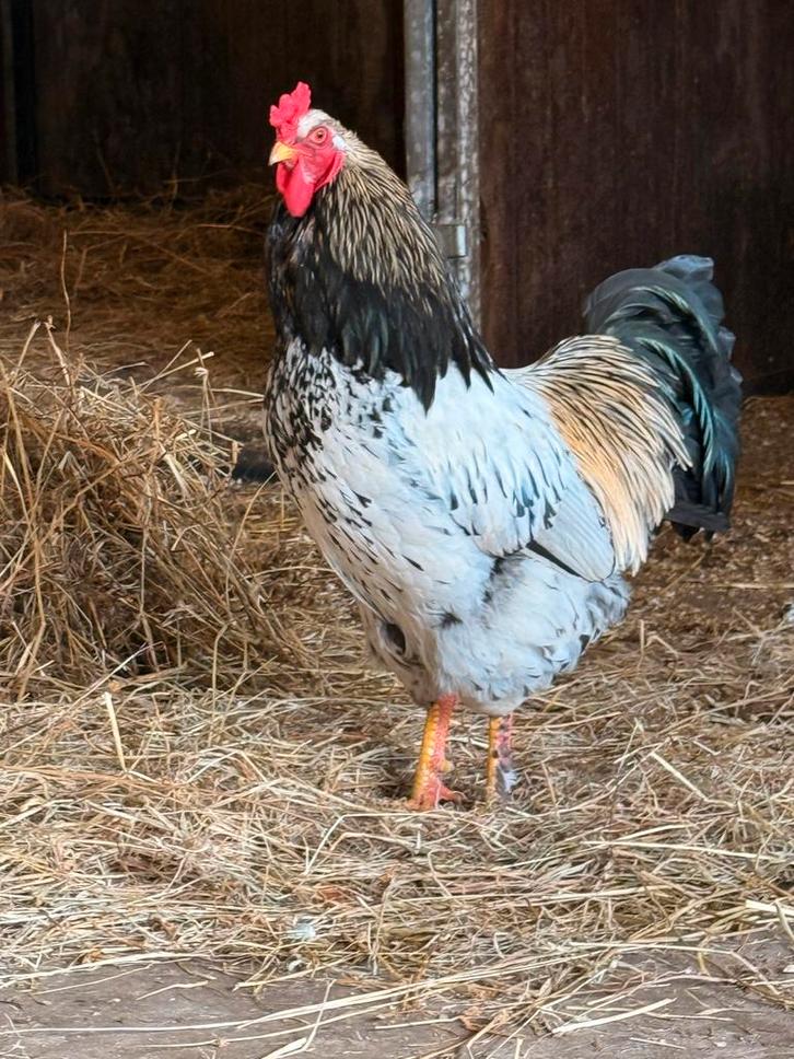 Haan zoekt baan!! Nog 2 beschikbaar!!, Dieren en Toebehoren, Pluimvee, Kip, Mannelijk
