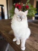 Ragdoll, Kater, Langharig, 0 tot 2 jaar