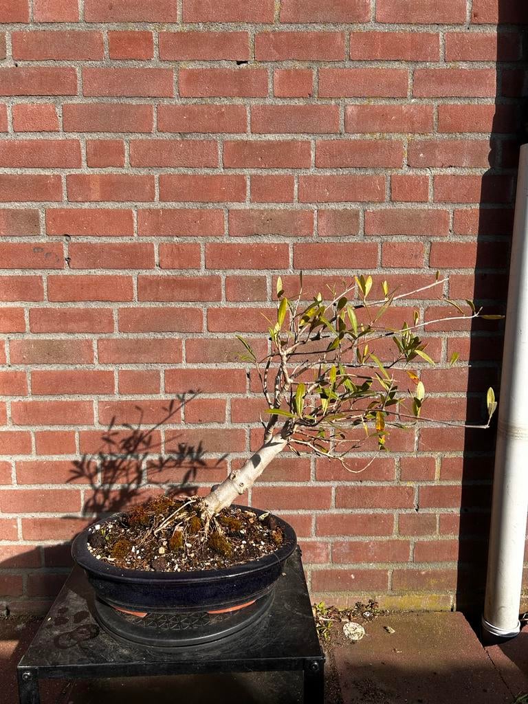 Olijf bonsai, Volle zon, Vaste plant, Bloeit niet, Ophalen