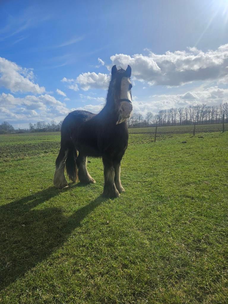 Tinker merrie 2 Tinker merrie's, Dieren en Toebehoren, Pony's, Merrie, D pony (1.37m tot 1.48m)