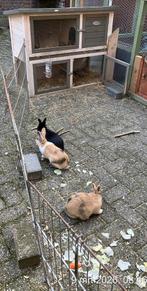 Konijnen te koop., Dieren en Toebehoren, Konijnen, Mannelijk