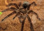 Theraphosa Blondi, Vogelspin, Tarantula, Goliath, Spin of Schorpioen
