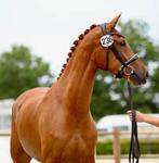 ** Te koop: Mooie, Lieve, zadelmakke merrie **, Dieren en Toebehoren, Paarden, Merrie, Recreatiepaard, 11 jaar of ouder