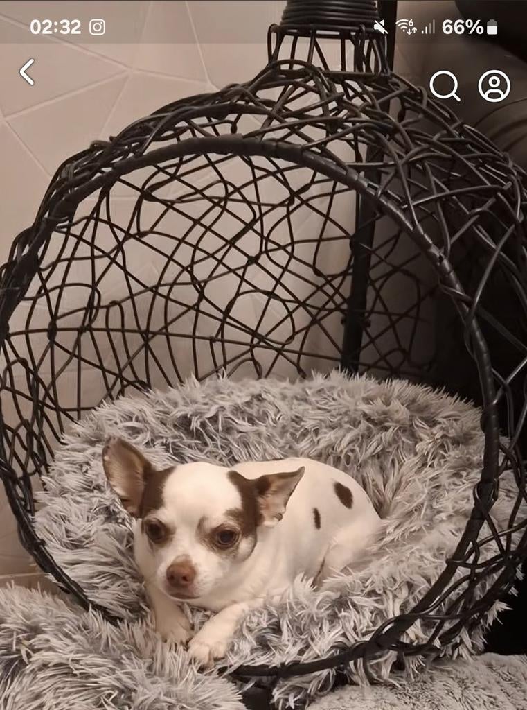 Schommel voor kleine hond of kat., Ophalen of Verzenden, Hond