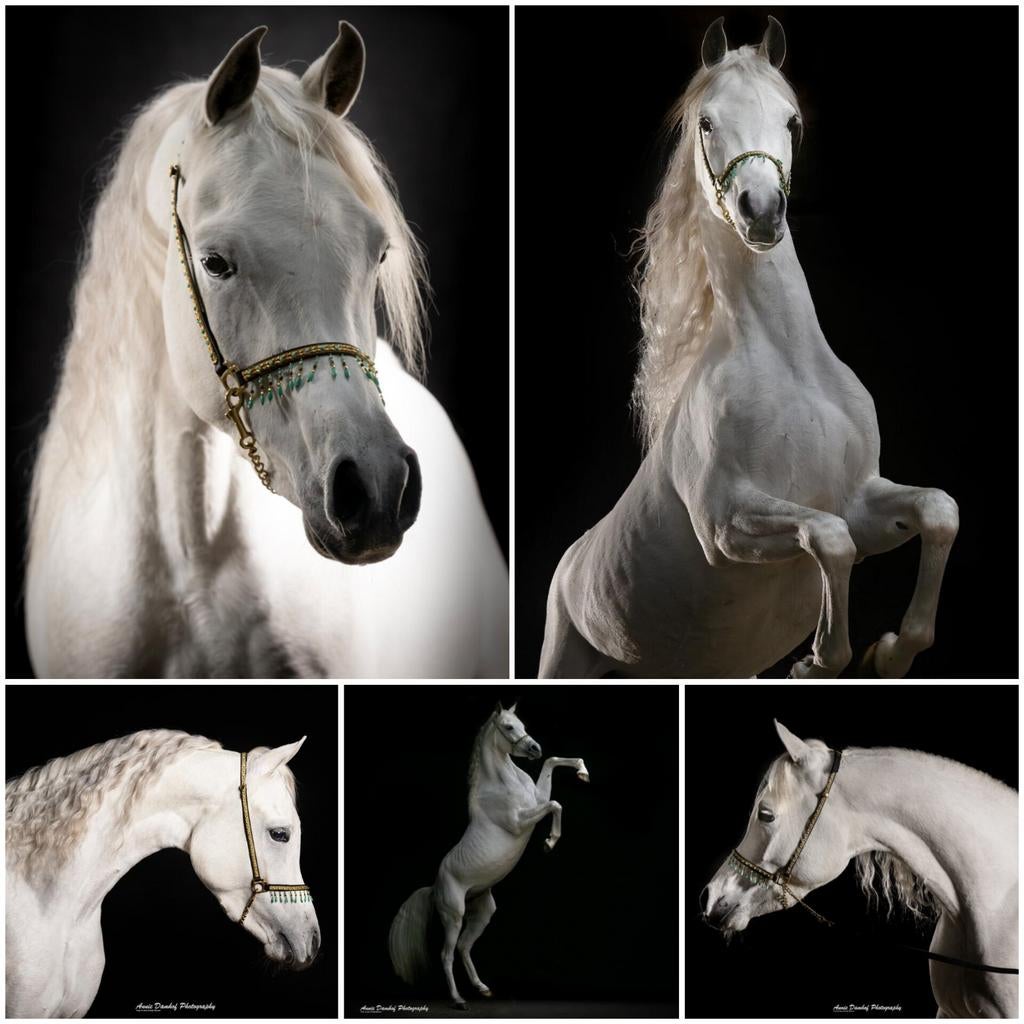 Topgefokte volbloed arabier!, Dieren en Toebehoren, Paarden, Met stamboom, Minder dan 160 cm, Dressuurpaard, Hengst