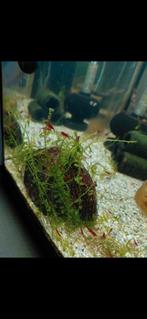 Rode Bloody Mary garnalen (neocaridina) High, Dieren en Toebehoren, Vissen | Aquariumvissen, Kreeft, Krab of Garnaal