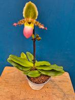 Orchidee Paphiopedilum p9 (30), Ophalen of Verzenden, Halfschaduw, Minder dan 100 cm