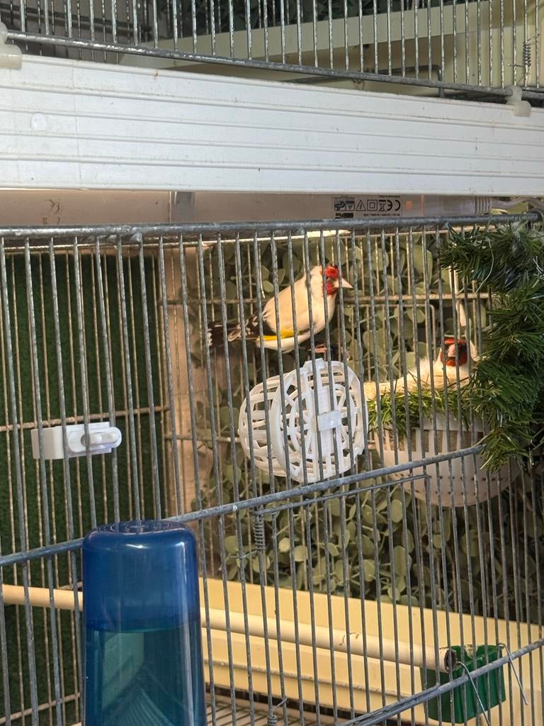 Majoor putter, Dieren en Toebehoren, Vogels | Overige Vogels, Meerdere dieren, Wildzangvogel, Geringd