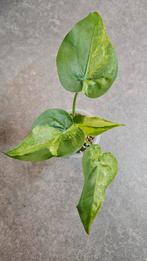 Alocasia Cucullata Aurea/Mint Variegata, Ophalen of Verzenden, Halfschaduw, Minder dan 100 cm