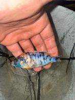 Aulonocara ob mannen, 0 tot 2 jaar