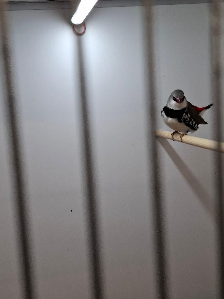 te koop diamantvink man, Dieren en Toebehoren, Vogels | Overige Vogels, Mannelijk, Tropenvogel, Geringd