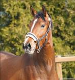 Zeer luxe 3 jarige Nacho merrie, Dieren en Toebehoren, Paarden, Merrie, Met stamboom, Dressuurpaard, 3 tot 6 jaar