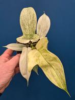 Philodendron Florida Ghost p12 (7)