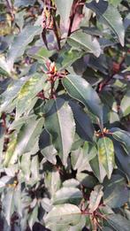 Portugese Laurier, Bloeit niet, Overige soorten, 100 tot 250 cm, Ophalen