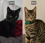 2 poesjes zoeken nieuw huis!, Dieren en Toebehoren, Katten en Kittens | Raskatten | Korthaar, Poes, 0 tot 2 jaar