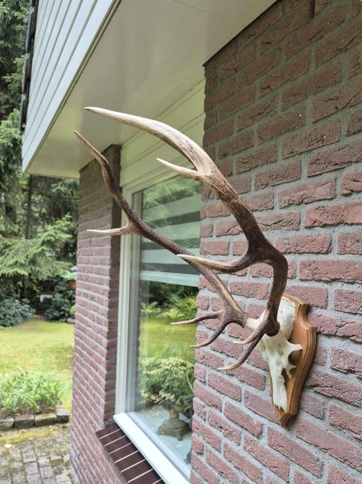 Mooi Groot Edelhert Gewei Echte Schedel Jacht Mancave c89, Verzamelen, Dierenverzamelingen, Zo goed als nieuw, Gewei of Kop, Hert