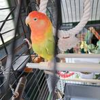 Ageponis met kooi, Dieren en Toebehoren, Vogels | Parkieten en Papegaaien, Mannelijk, Parkiet