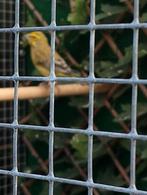 Dikbekcini x kanarie, Dieren en Toebehoren, Mannelijk, Geringd