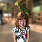 handtamme & pratende amazone papegaaien, Dieren en Toebehoren, Meerdere dieren, Papegaai, Pratend