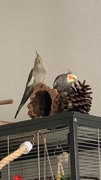 Koppel valkparkieten, Dieren en Toebehoren, Meerdere dieren, Parkiet