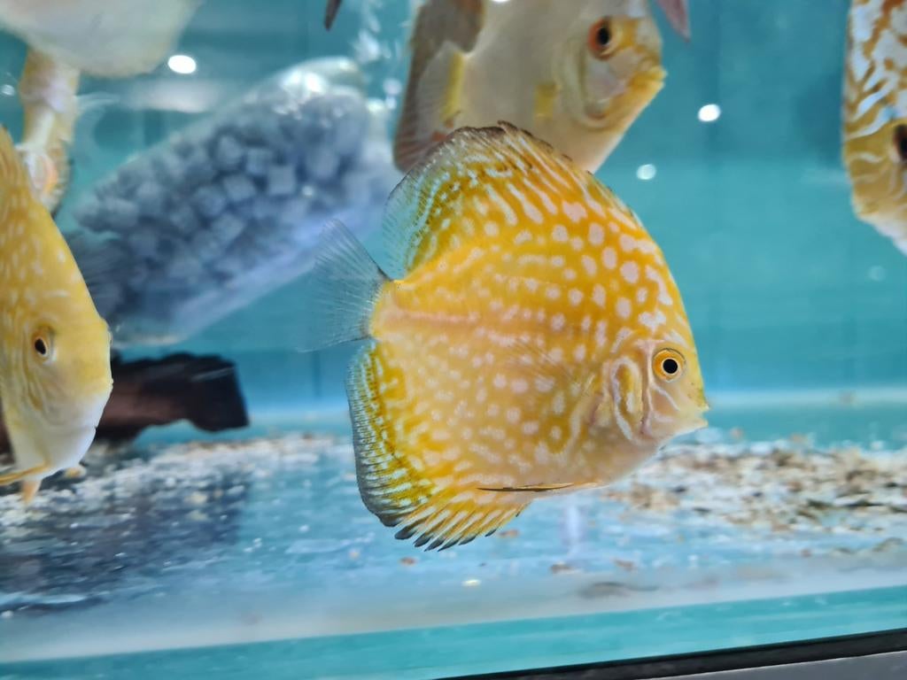 Yellow Checkerboard Discus, Symphysodon Discus, Dieren en Toebehoren, Vissen | Aquariumvissen, Vis, Zoetwatervis