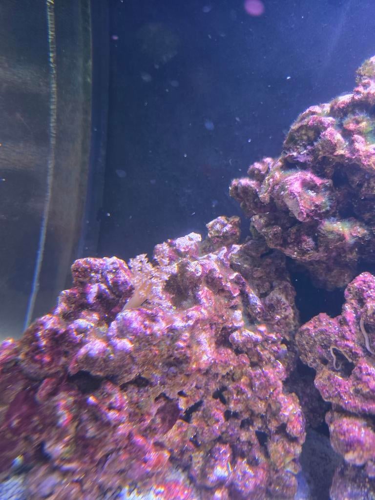 Capnella Imbricata, Dieren en Toebehoren, Vissen | Aquariumvissen, Vis, Zoutwatervis