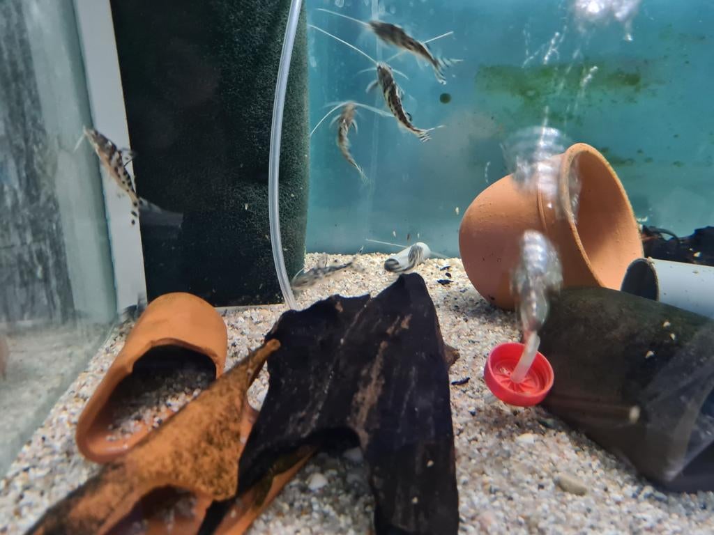 Pimelodus Pictus, antenne meerval, Dieren en Toebehoren, Vis, Zoetwatervis