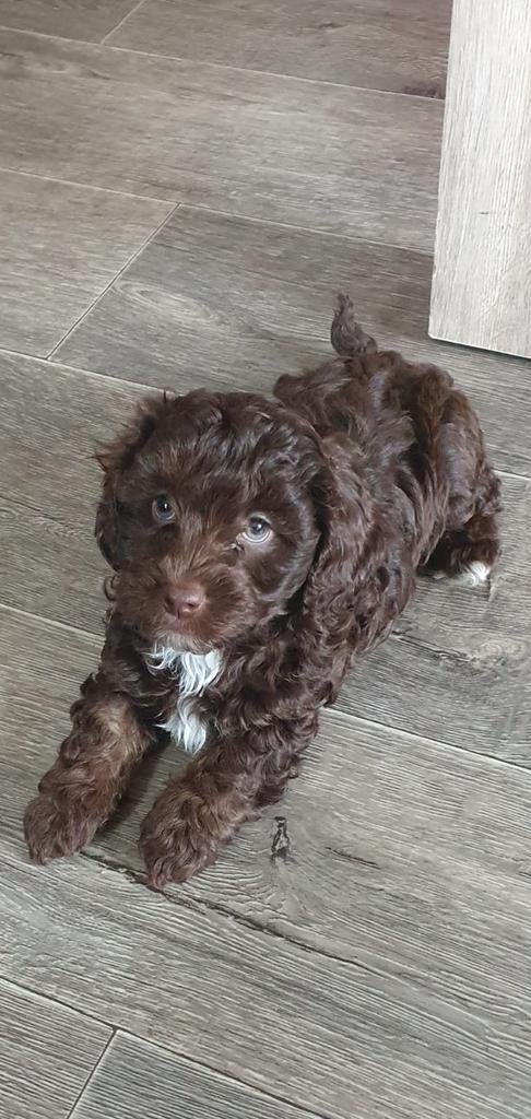 Tekoop aangeboden 2 prachtige Labradoodle pups, Overige rassen, 8 tot 15 weken, Meerdere, Meerdere dieren