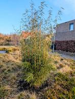 Fargesia Robusta "campbell", Tuin en Terras, Planten | Bomen, Ophalen, Bloeit niet, Halfschaduw, Overige soorten