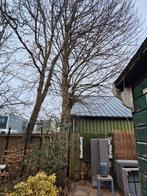 Bomen kappen voor gratis brandhout, Volle zon, Lente, 400 cm of meer, Overige soorten