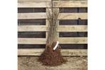 Winterlinde plantgoed tilia cordata 125/150cm wortelgoed, Ophalen, Hout, Minder dan 3 meter, 1 tot 2 meter