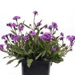 Verbena rigida Santos i, Tuin en Terras, Planten | Tuinplanten, Volle zon, Vaste plant, Zomer, Ophalen
