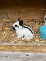 Klein Lotharinger, Dieren en Toebehoren, Konijnen, Mannelijk, Klein, 0 tot 2 jaar