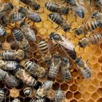 Bijenzwerm, Dieren en Toebehoren, Bijen