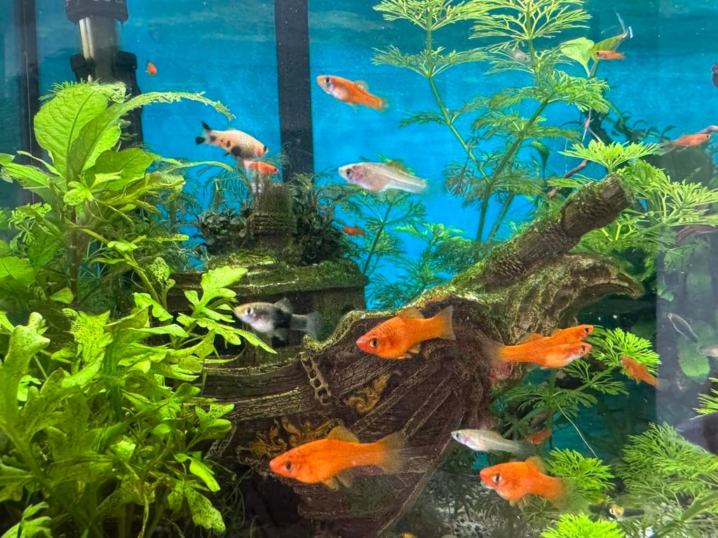 Diverse Jonge zwaarddragers, Dieren en Toebehoren, Vis