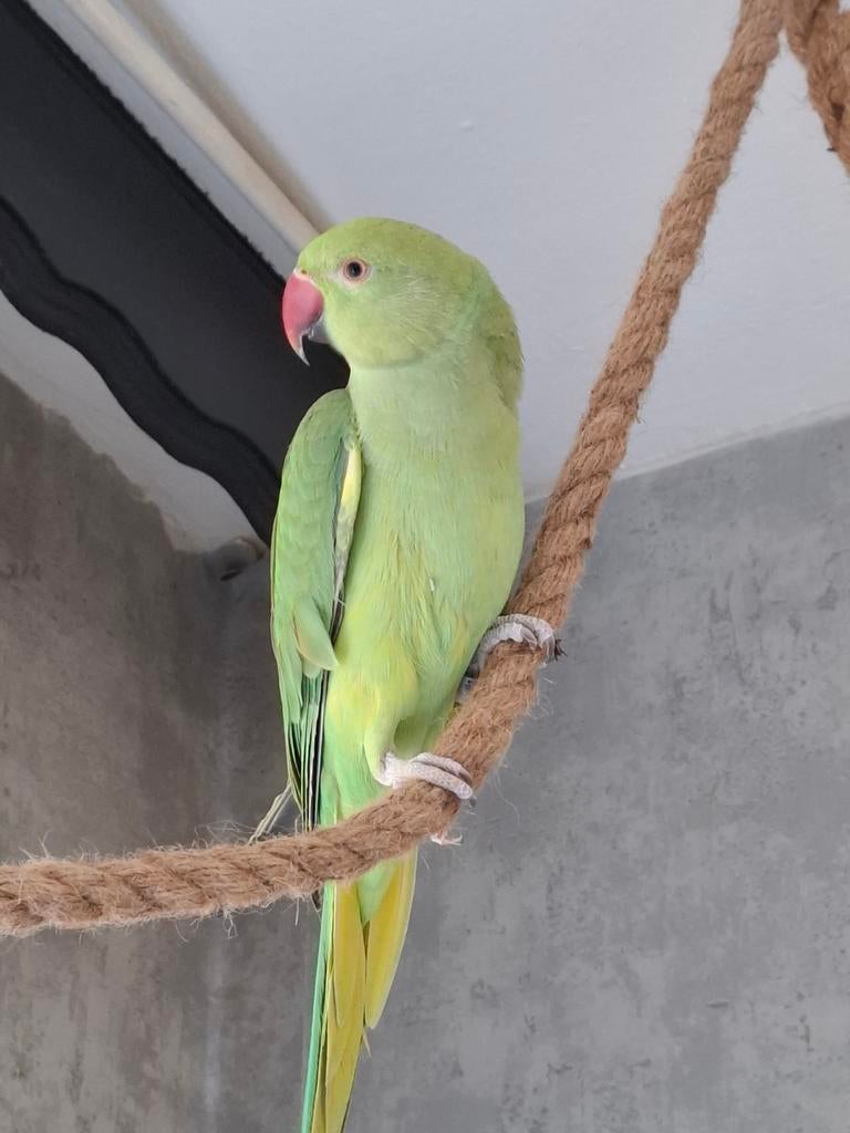 Half tamme halsbandparkiet man, Mannelijk, Parkiet